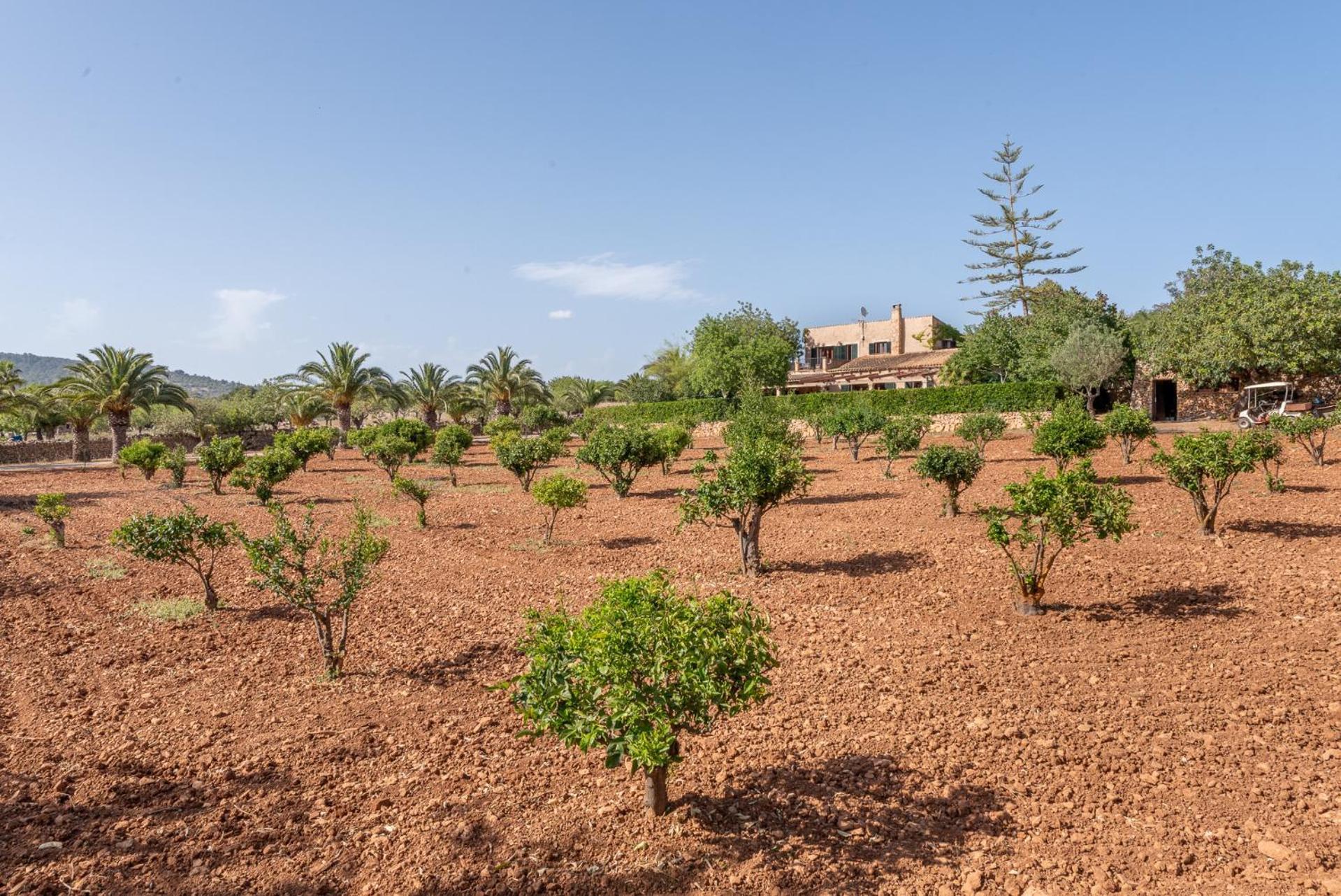 Es Pi By Mallorca House Rent Cala Murada (Mallorca)